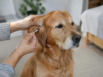 Mains tenant coton tige sur oreille chien assis